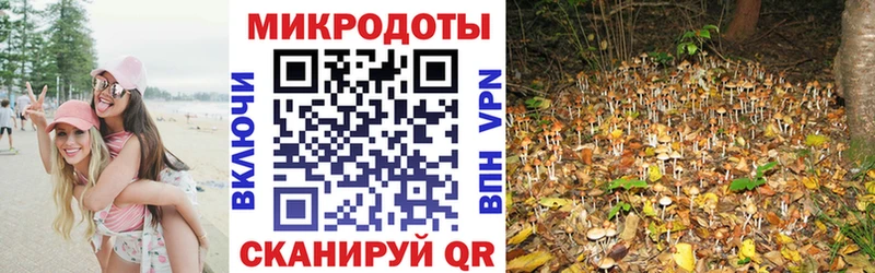 Галлюциногенные грибы Psilocybe  Шахунья 